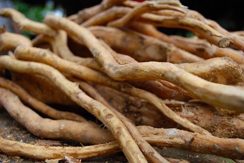 Uchu Sanango- Tabernaemontana sanango root bark