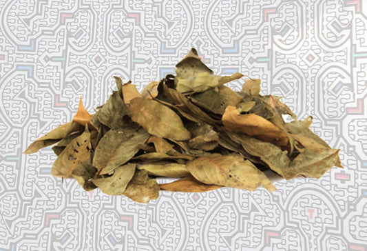 Ishpingo (Ocotea Quixos) – Whole leaves from Peru