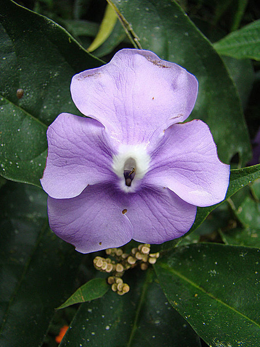 CHIRIC SANANGO (Brunfelsia grandiflora)